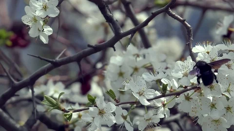 Bumble bee collects nectar Stock Footage 88189677