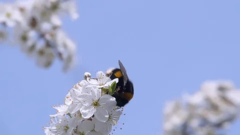 Bumble bee collects nectar Stock Footage 88189876
