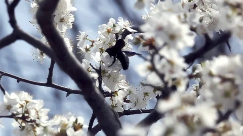 Bumble bee collects nectar Stock Footage 88189928
