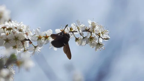 Bumble bee collects nectar Stock Footage 88190055