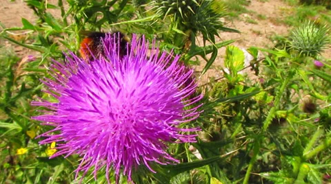 Bumble bee collects nectar in pink flower Stock Footage 27881014