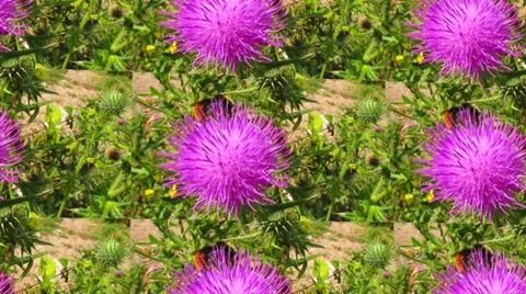 Bumble bee collects nectar in pink flower 스톡 동영상 27882945