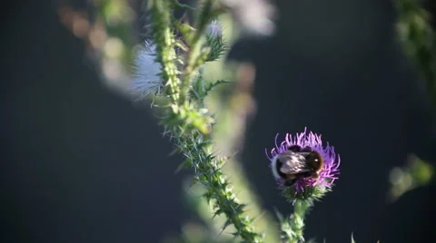 Bumble bee collects nectar from purple flowers Vidéo 63619371