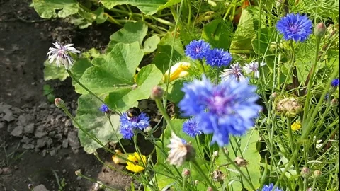 Bumble bee collects nectar from purple flowers, flying from flower to flower Видео 77927136