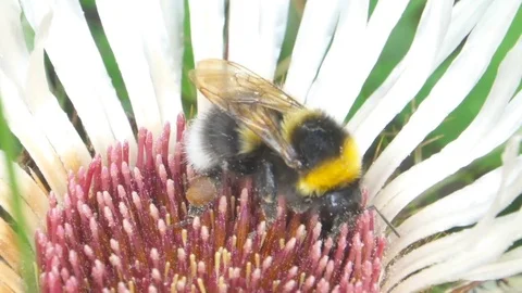 Bumble bee collects nectar in white flowers in a summer green field Vidéo 84518627