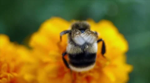 Bumble bee collects nectar in yellow flowers at summer herb garden Stock Footage