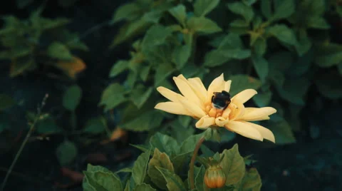 Bumble-bee collects nectar on yellow flower Stock Footage 54333183