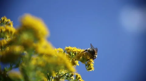 Bumble bee collects nectar from yellow flowers Vidéo 63619444