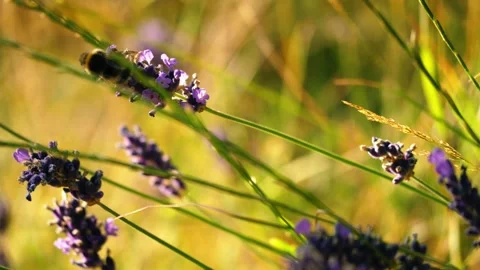 Bumble Bee collects pollen on lavender flowers Stock Footage 313547351