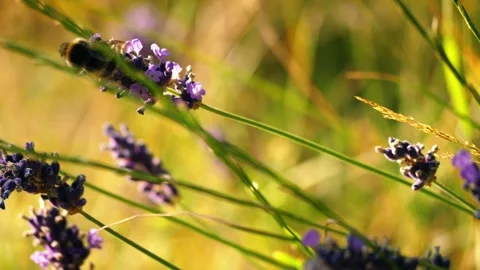 Bumble Bee collects pollen on lavender flowers Stock Footage 314257939