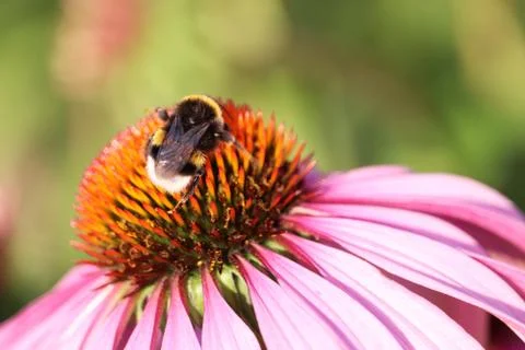Bumble bee collects pollen from the Rudbeckia flower Stock Photos