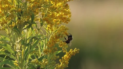 Bumble bee collects pollen on a tansy, soft background Stock Footage 317001042