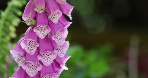 Bumble Bee on Common Foxglove Stock Footage 132786199