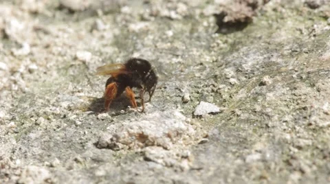 Bumble bee consuming mineral from arid soil Stock Footage 47792171