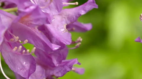 Bumble Bee Crawling Along Pink Flower Petal and Flying Off Stock Footage 51444726