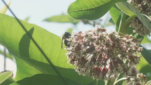 Bumble Bee crawling on Milkweed, Slow Motion Stock Footage 142625612