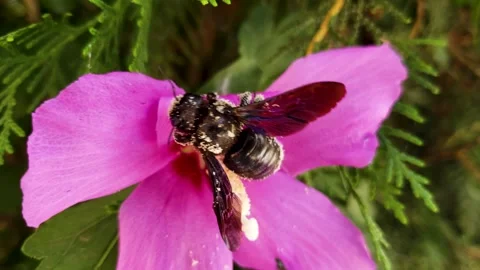 Bumble bee crawling over a pink flower Stock Footage 139514266