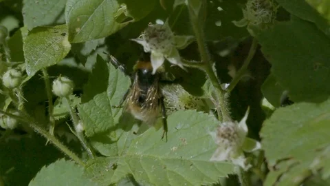 Bumble Bee Crawling over Plant and then Flying Off Stock-Footage 81143171