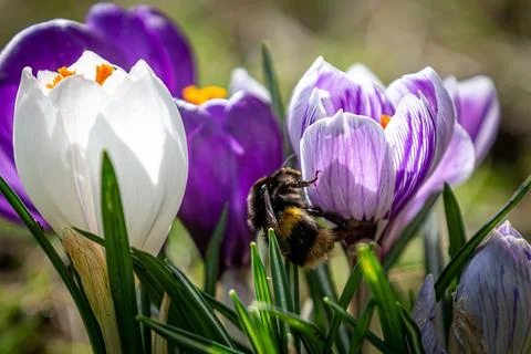 A bumble bee on a crocus in the spring sunshine Stock Photos