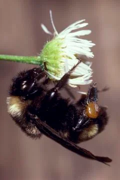 Bumble bee on daisy 스톡 사진