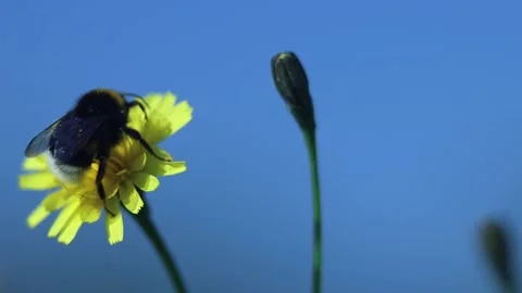 Bumble Bee On A Dandelion Collects Pollen Against A Blue Sky And Flies Away Stock Footage 166748973