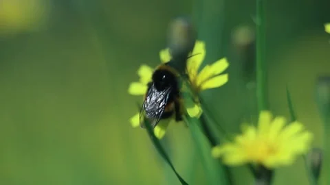 Bumble Bee On A Dandelion Collects Pollen Against Green Grass And Buds Stock Footage 166748977
