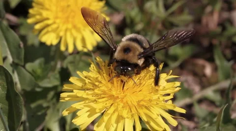 Bumble Bee on dandelion Stock Footage 975700