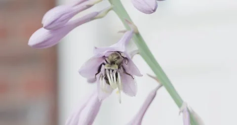 A Bumble Bee diving Hosta Lilies in Slow Motion Stock Footage 249539965
