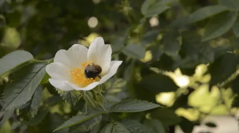 Bumble bee on dog rose. Stock Footage 44642103