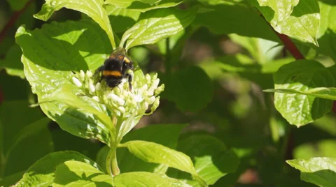 Bumble Bee on Dogwood Stock Footage 37155763