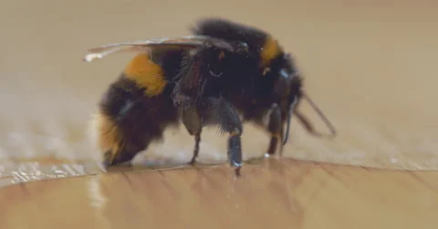 Bumble bee drinking Stock Footage 64223825