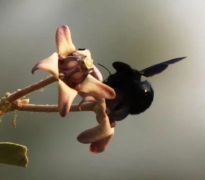 The bumble bee is drinking the nectar of the flower Stock Photos