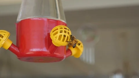 Bumble Bee drinking water. Stock Footage 121496379