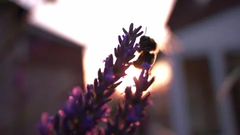Bumble bee drinks nectar from lavender flower with golden sunset background Stock Footage 344747137