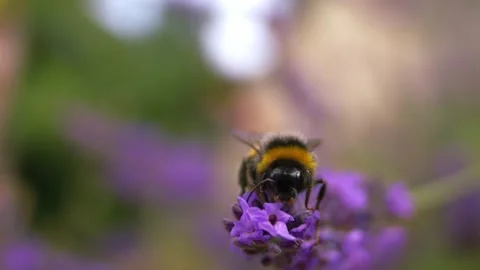 Bumble bee drinks nectar from lavender flower Stock Footage 345910494