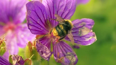 Bumble bee drinks nectar from purple flower Stock Footage 345729681