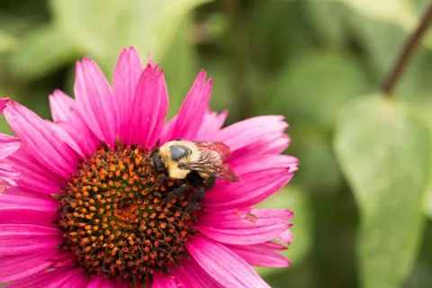 Bumble bee on an echinacea flower Stock Photos