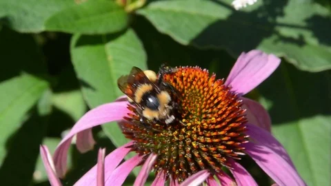 Bumble Bee on Echinacea Видео 114844260