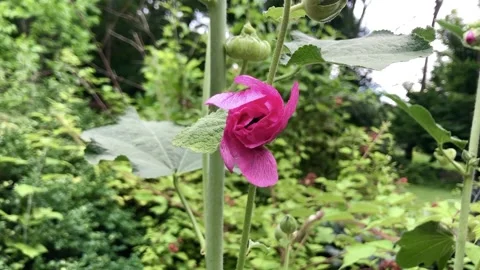 Bumble bee emerges from a bright pink hollyhock. Stock Footage 135541258