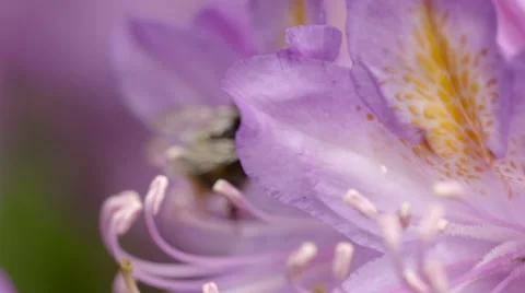 Bumble Bee Exiting Pink Flower Stock Footage 51444766