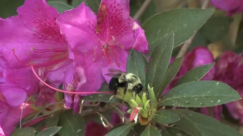 Bumble Bee explores Azalea bush Stock Footage 10834518