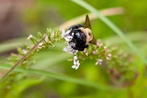 Bumble bee extracts pollen and nectar from flowers Stock Photos