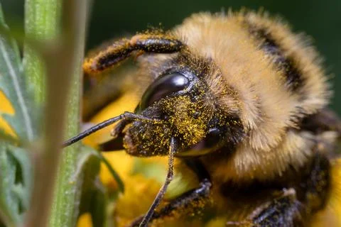 Bumble Bee with Face Covered in Pollen on Yellow Summer Bloom Macro Stock Photos