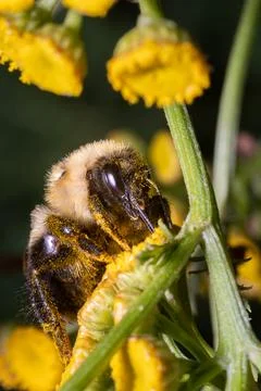 Bumble Bee with Face Covered in Pollen on Yellow Summer Bloom Macro Stock Photos