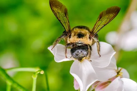 Bumble Bee Face First Collecting Pollen from White Flower Macro Stock Photos