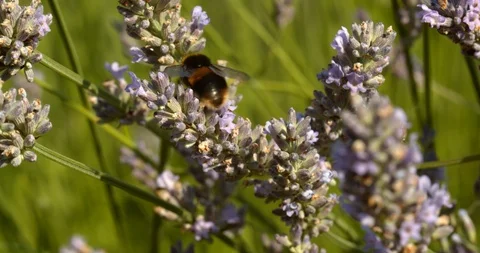 Bumble bee feed on lavender in the evening Stock Footage 113147821