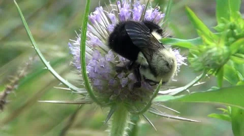 Bumble Bee feeding 1.mp4 库存影片 12556389