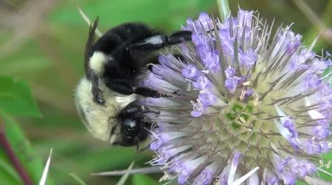 Bumble Bee feeding 2.mp4 库存影片 12556409