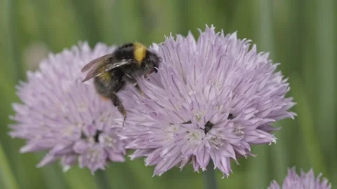 Bumble Bee feeding on Chive flowers, England, UK Video stock 310558214