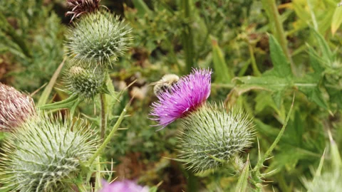Bumble bee feeding on purple thistle flower macro close up stock footage 库存影片 344786357